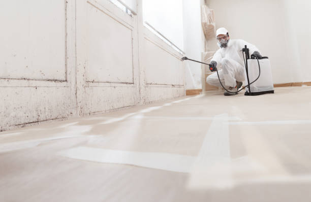 Black mold remediation team in Jordan